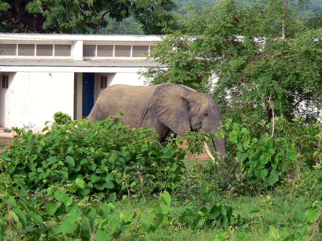 The Ultimate Guide to Mole National Park: Best Time to Visit and Safari Costs