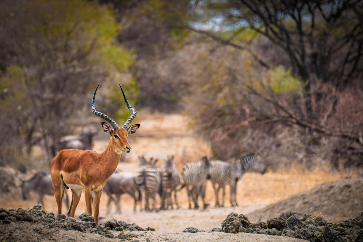 Chobe National Park, Botswana
