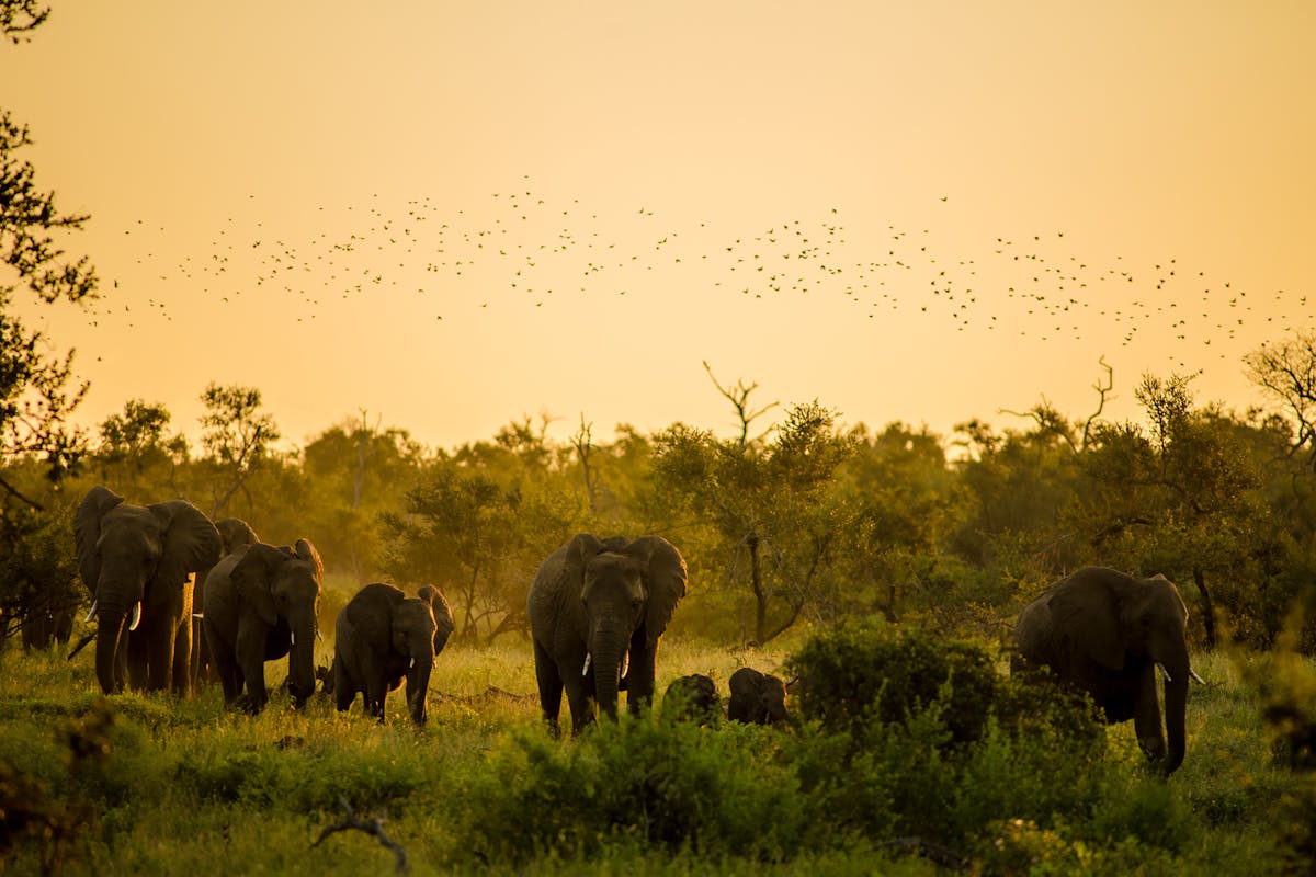 Kruger National Park, South Africa