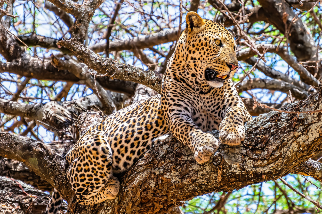 Mole National Park Safari Ghana