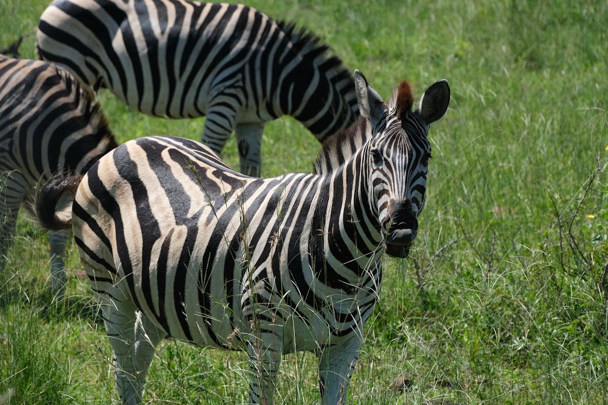 Serengeti Safari, Tanzania