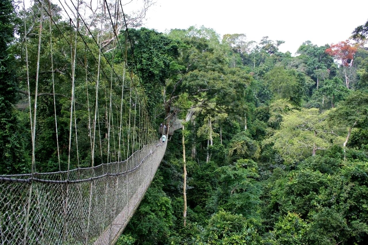 Home 6 Kakum canopy walk