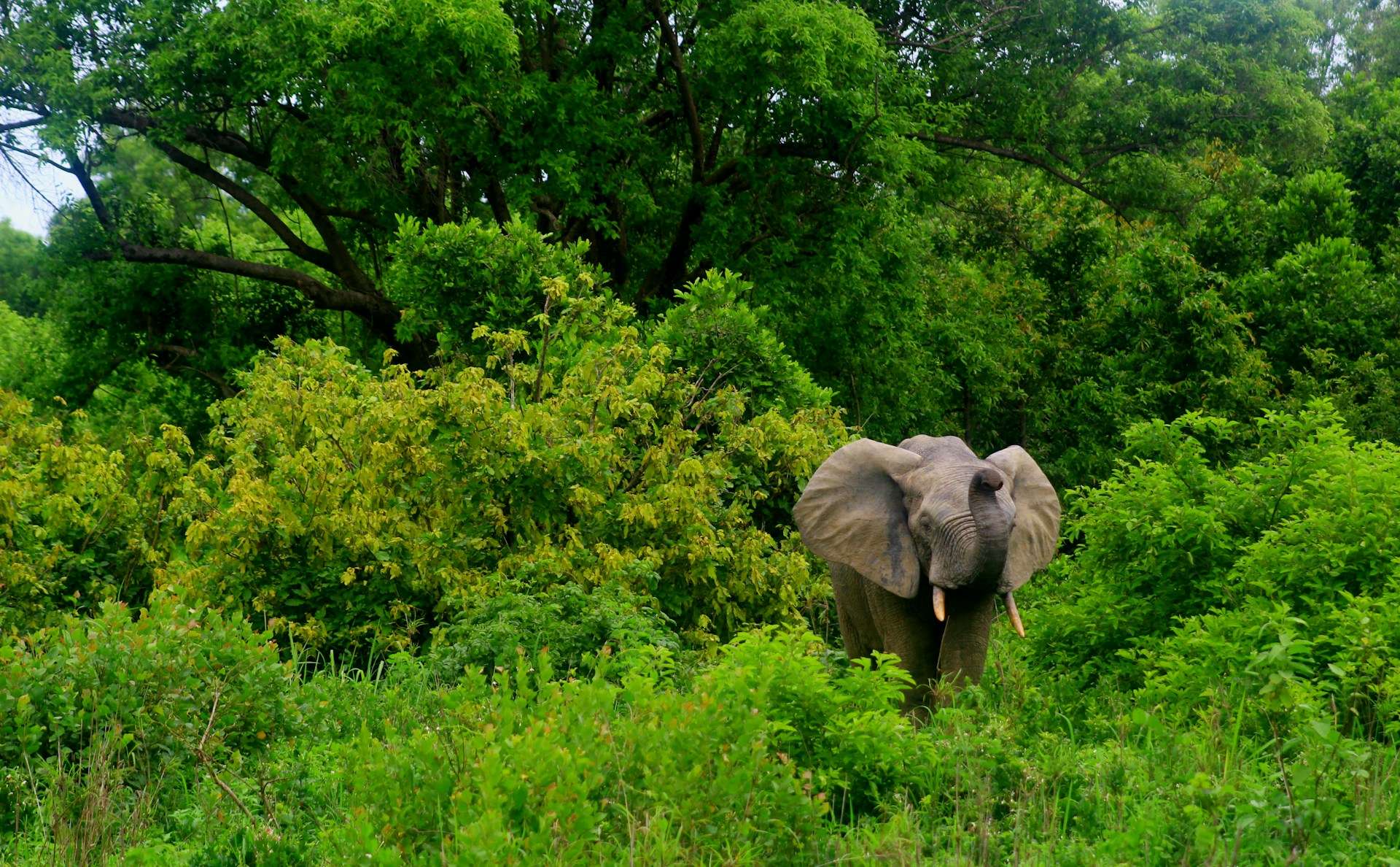 Mole National Park Tour Package