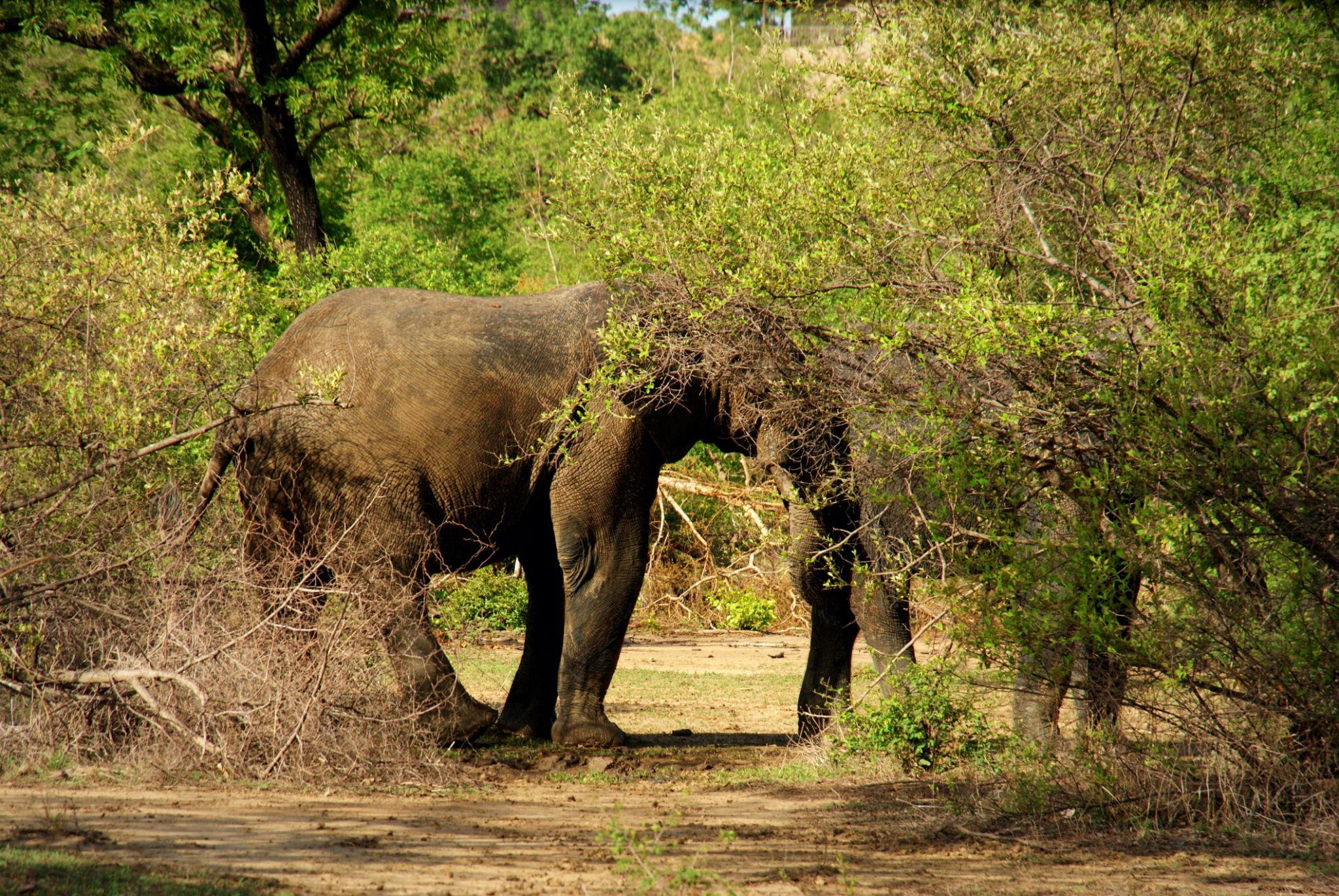 Mole National Park Safari Ghana